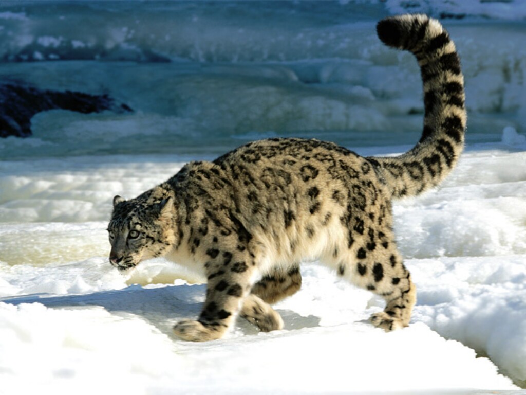 Snow Leopard - Endangered Animal Kingdom