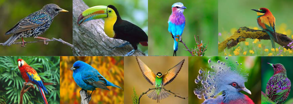 Birds - Endangered Animal Kingdom